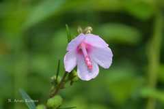 Urena lobata subsp. lobata